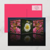 Papillon et carte postale Dahlia (Devant / Derrière)