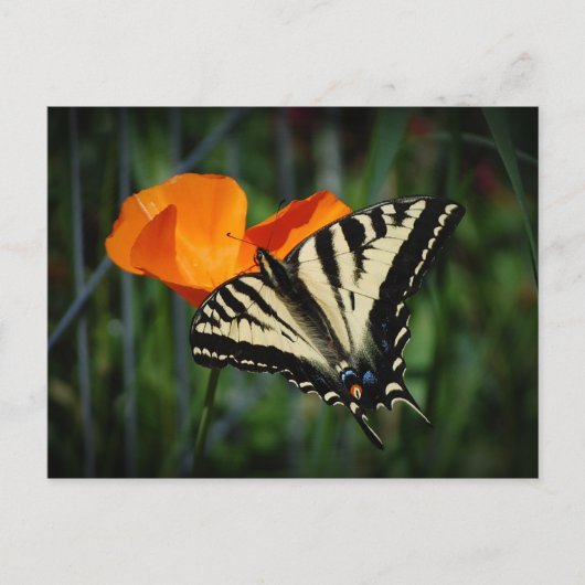 Papillon et carte postale orange de pavot de (Devant)