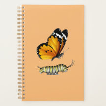 Papillon et chenille