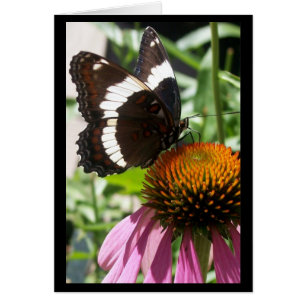 Papillon et échinacée