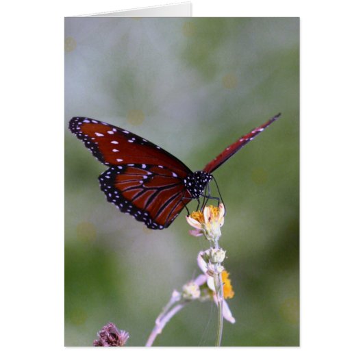 Papillon et fleurs (Devant)