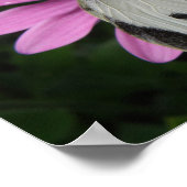 Papillon et impression de fleurs roses (Coin)