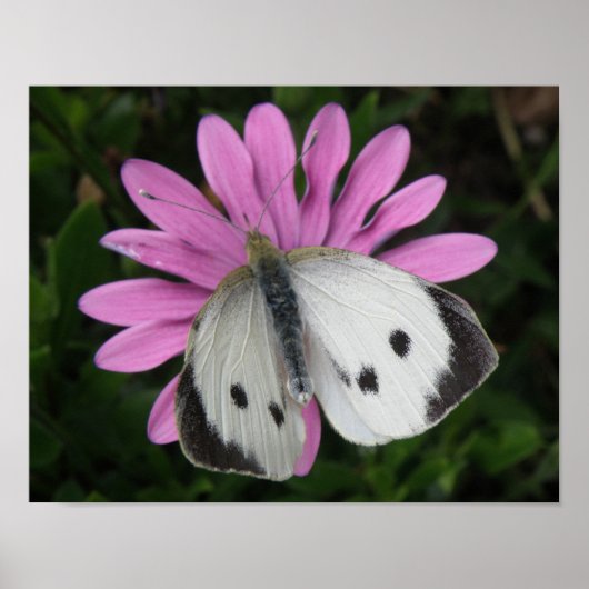 Papillon et impression de fleurs roses (Devant)