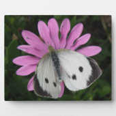 Papillon et plaque de fleurs roses (Devant)