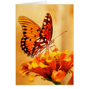 Papillon et Zinnia