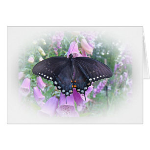 Papillon femelle de machaon de Spicebush