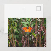 Papillon Fluttering dans Reeds Carte postale (Devant / Derrière)