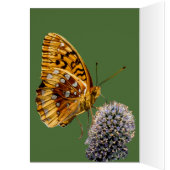 Papillon Fritillaire Sur Chardon Bleu Vertical (Intérieur (Gauche))