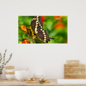 Papillon Géant En Espèces En Poster Fleur sauvage (Cuisine)