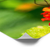 Papillon Géant En Espèces En Poster Fleur sauvage (Coin)