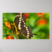 Papillon Géant En Espèces En Poster Fleur sauvage (Devant)