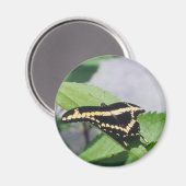 Papillon Géant Swallowtail - aimant (Recto/Verso)