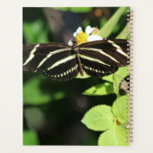 Papillon Heliconius Charithonia (Dos)