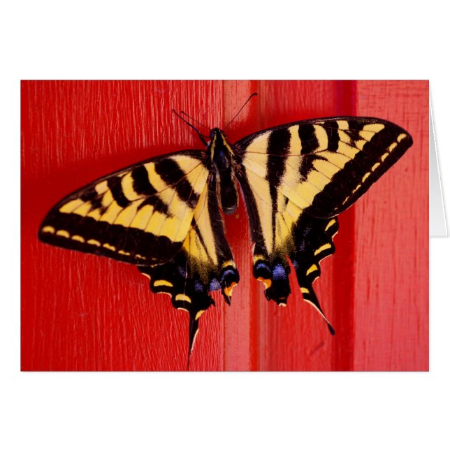 papillon inhabituel arrière - plan (Devant horizontal)