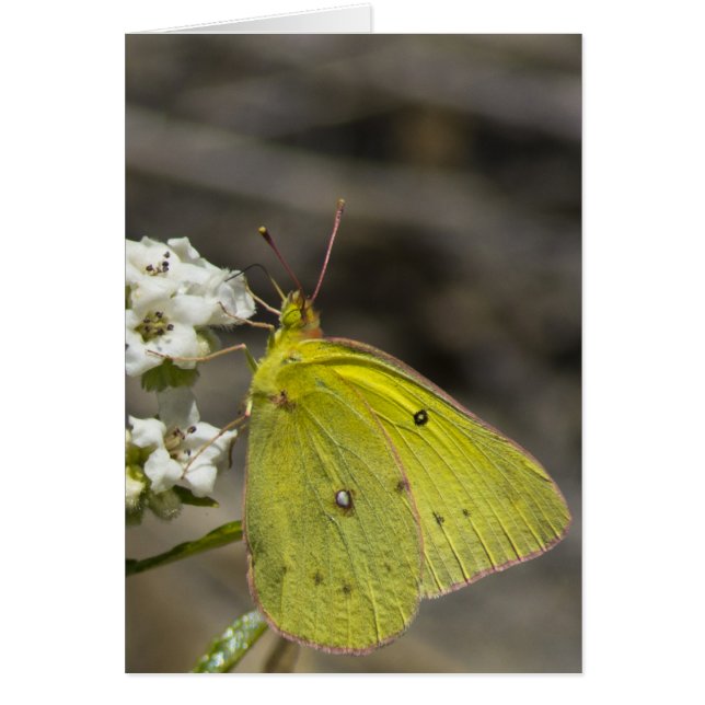 Papillon jaune (Devant)