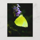 Papillon jaune - cartes postales (Devant)