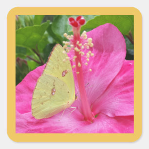 Papillon jaune et Fleur rose, autocollant carré