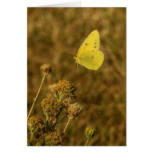 Papillon Jaune Fleurs d'Automne  (Devant)