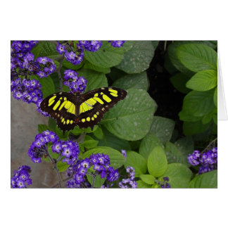 Papillon jaune sur les fleurs violettes Imprimer