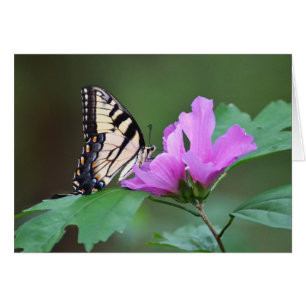 Papillon jaune sur les positions roses