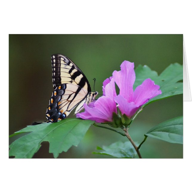 Papillon jaune sur les positions roses (Devant horizontal)
