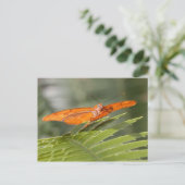 Papillon Julia sur carte postale (Debout devant)