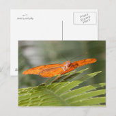 Papillon Julia sur carte postale (Devant / Derrière)