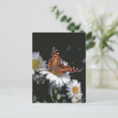 Papillon Lady Peint Sur Carte Postale Daisy (Debout devant)