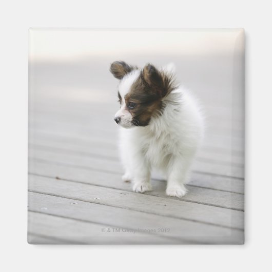 Papillon Magneet (Voorkant)