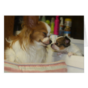 Papillon Mam en Baby