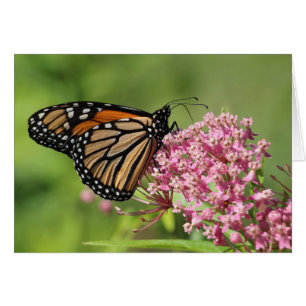 Papillon monarque