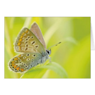 Papillon monarque