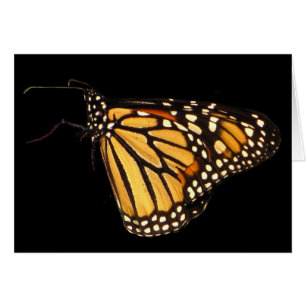 Papillon monarque