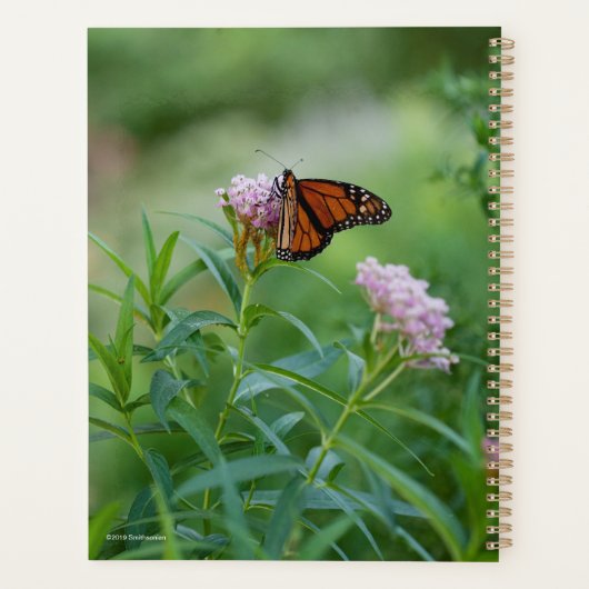 Papillon monarque (Dos)