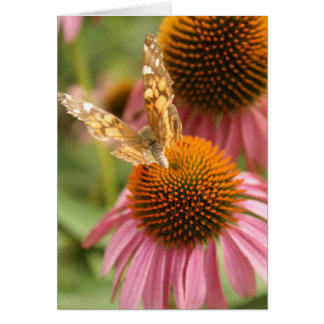 Papillon monarque