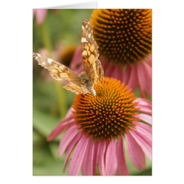 Papillon monarque (Devant)