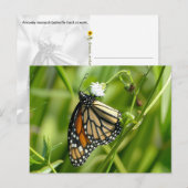 Papillon Monarque - carte postale (Devant / Derrière)