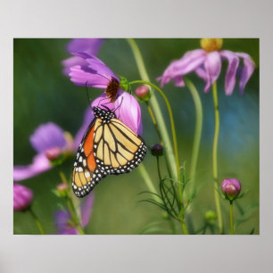 Papillon Monarque et Fleurs de Cosmos Affiche d'Ar