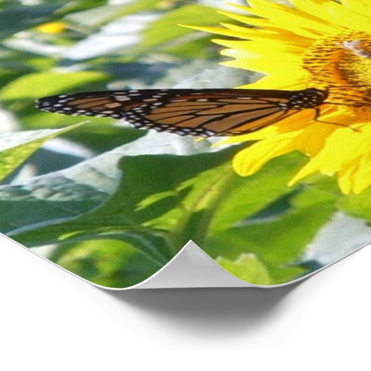 Papillon monarque sur affiche de tournesol (Coin)