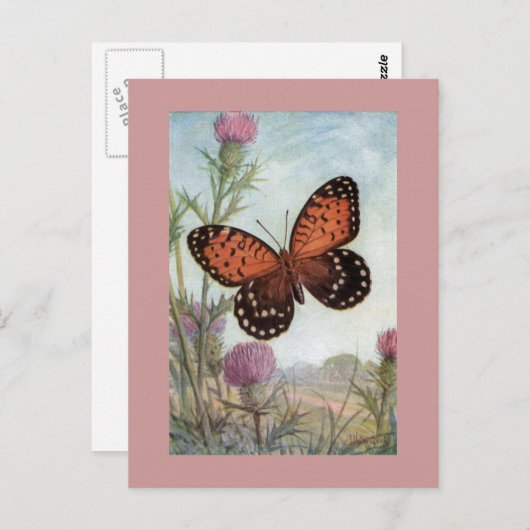 Papillon Monarque sur carte postale Clover violet (Devant / Derrière)