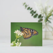 Papillon Monarque sur carte postale de Milkweed ma (Debout devant)
