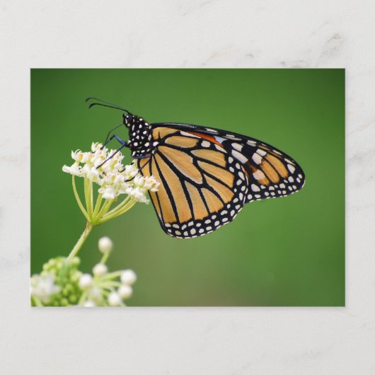 Papillon Monarque sur carte postale de Milkweed ma (Devant)