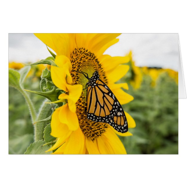 Papillon Monarque sur Carte pour notes de tourneso (Devant Horizontal)