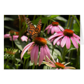 Papillon monarque sur coneflower