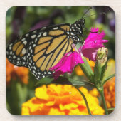 Papillon monarque sur le dessous de verre de marig (Devant)