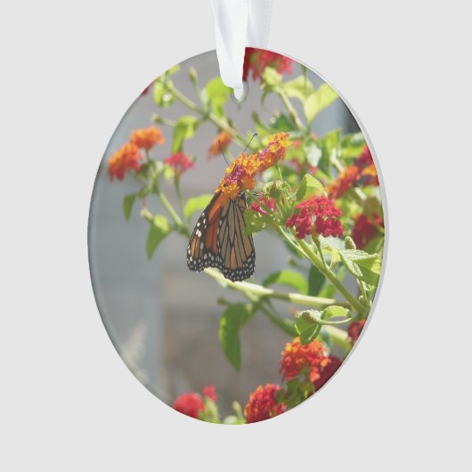 Papillon monarque sur le papillon rouge Bush (devant)