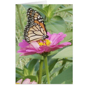 Papillon Monarque sur rose Zinnia