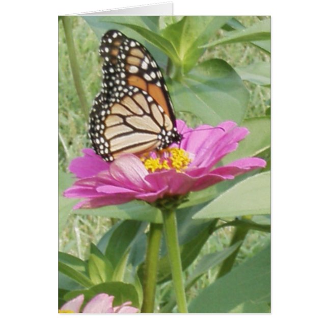 Papillon Monarque sur rose Zinnia (Devant)
