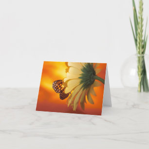 Papillon Monarque sur une carte blanche marguerite