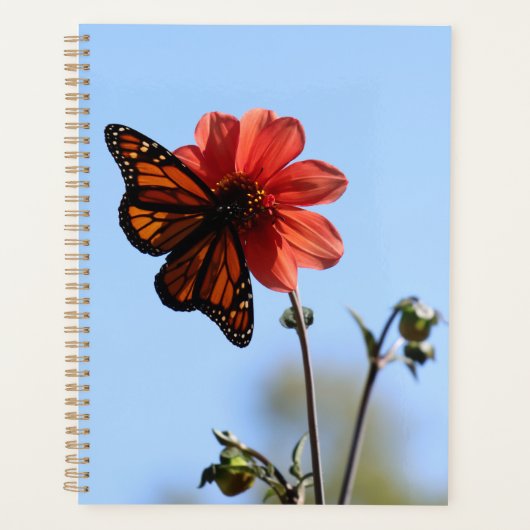 Papillon monarque sur une Dahlia (Devant)